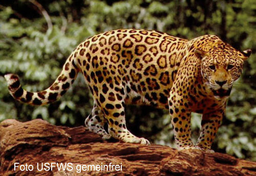 Jaguar Bild